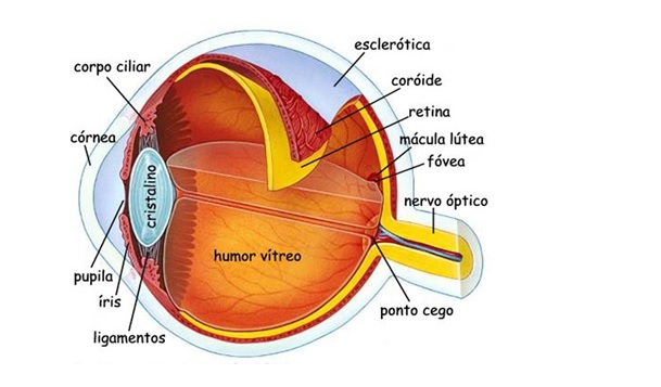 Olhos: anatomia e estrutura interna